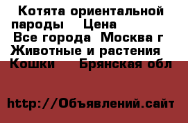 Котята ориентальной пароды  › Цена ­ 12 000 - Все города, Москва г. Животные и растения » Кошки   . Брянская обл.